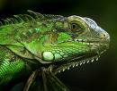 Green Iguana Recipe Image