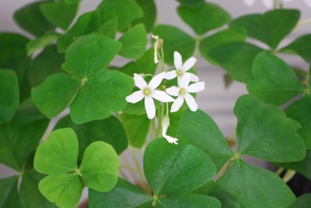 Chocolate Dot Shamrocks *Food Recipe*  |